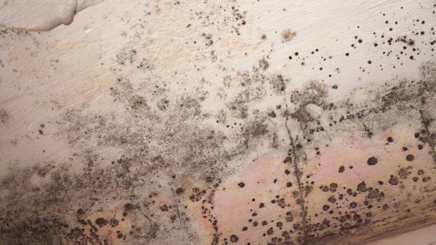 Professional Mold Remediation in New Whiteland, IN